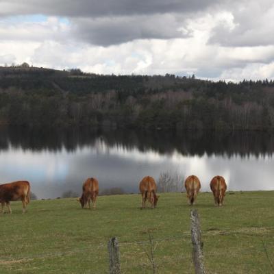 Limousin vassivie re